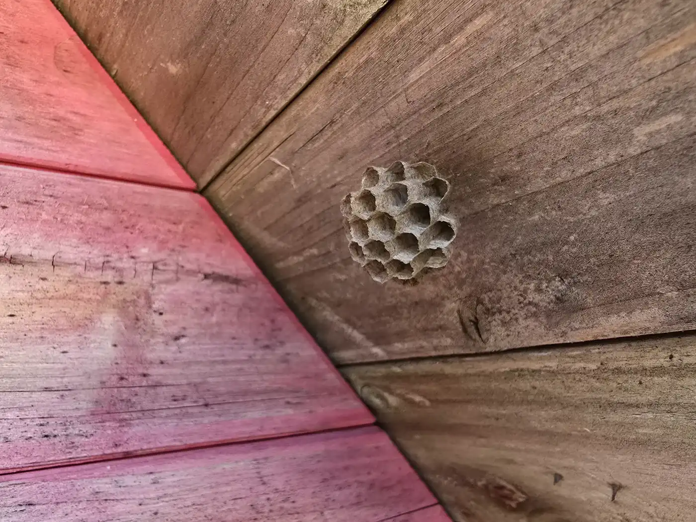 Petit nid de guêpes polistes en papier, alvéoles à nu, fixé au plafond en bois d’une cabane de jardin