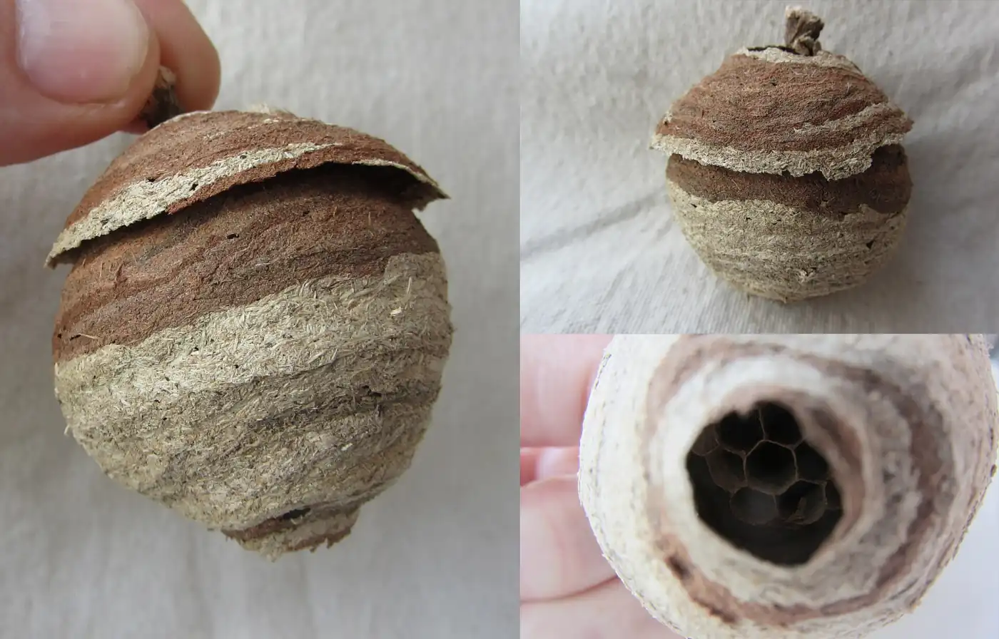 Jeune nid primaire de frelon asiatique, boule de papier brun et beige de quelques centimètres tenue entre deux doigts, et vue de l’entrée avec ses alvéoles