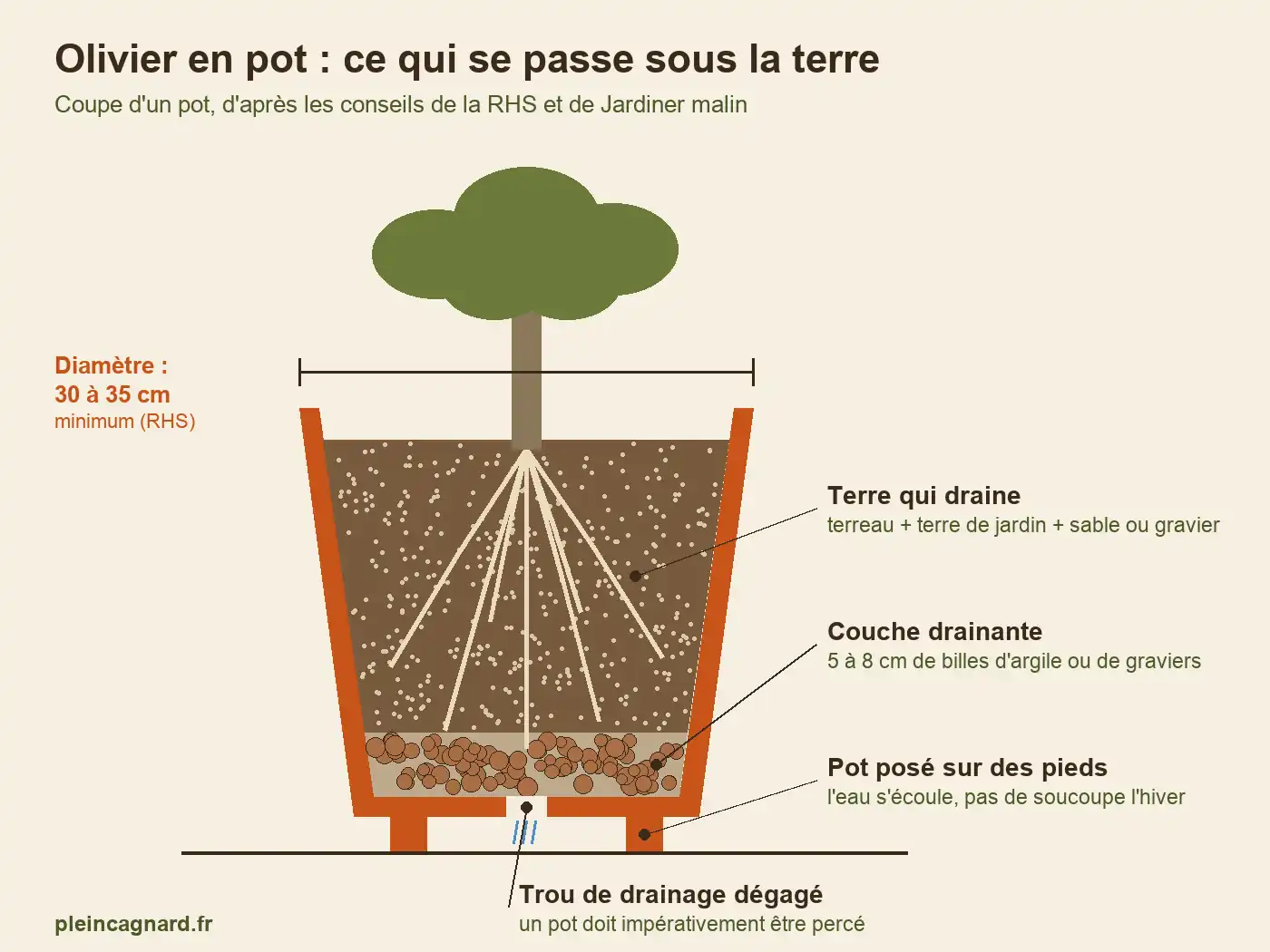 Schéma d’un olivier en pot vu en coupe : pot de 30 à 35 cm minimum, terre drainante, couche de billes d’argile, trou de drainage et pieds
