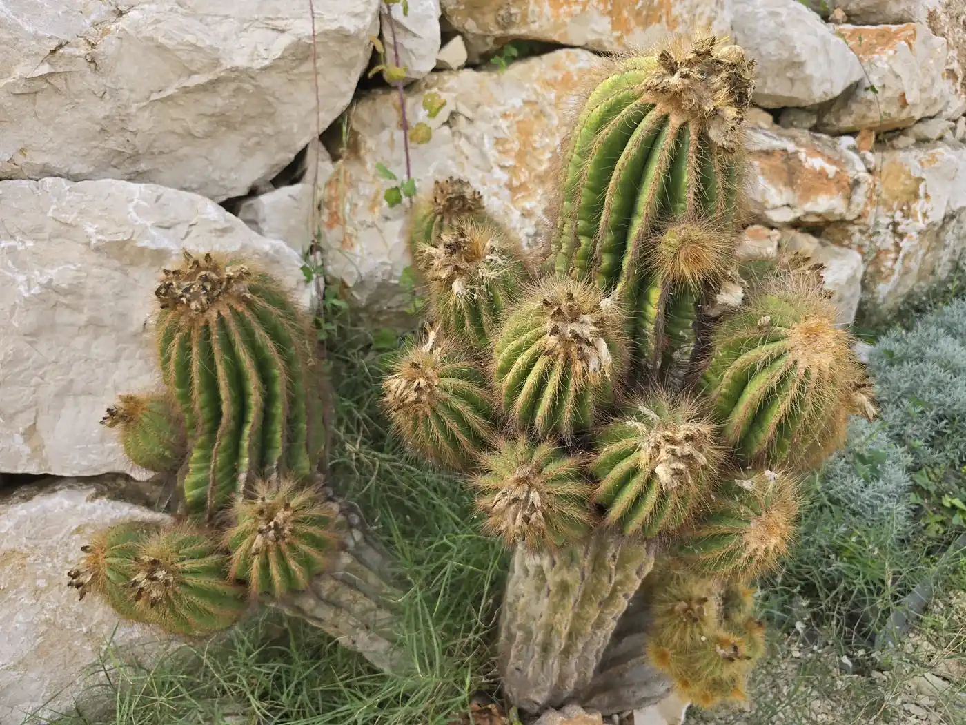 Très vieux Parodia magnifica formant une touffe de têtes côtelées allongées, devant un mur de pierres