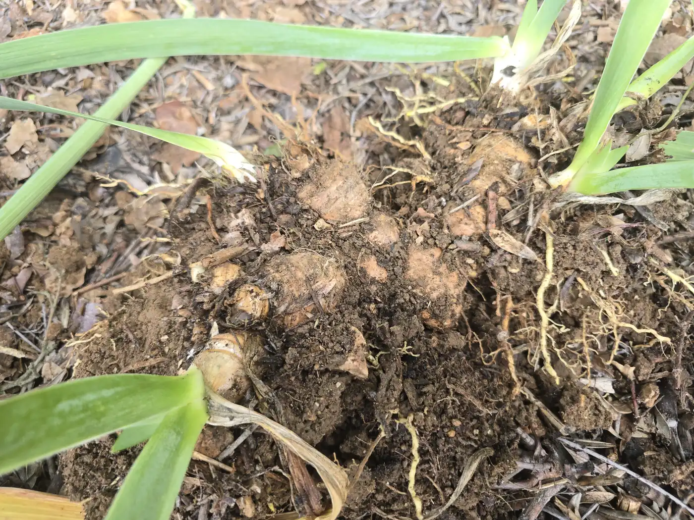 Rhizomes d’iris dégagés dans la terre, serrés les uns contre les autres