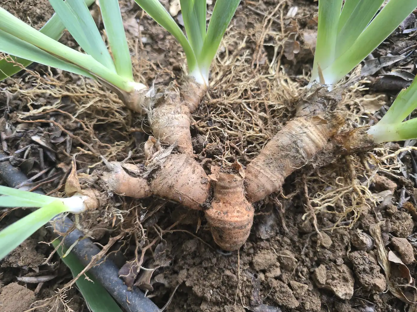 Touffe d’iris sortie de terre : rhizomes ramifiés avec leurs racines et plusieurs éventails de feuilles